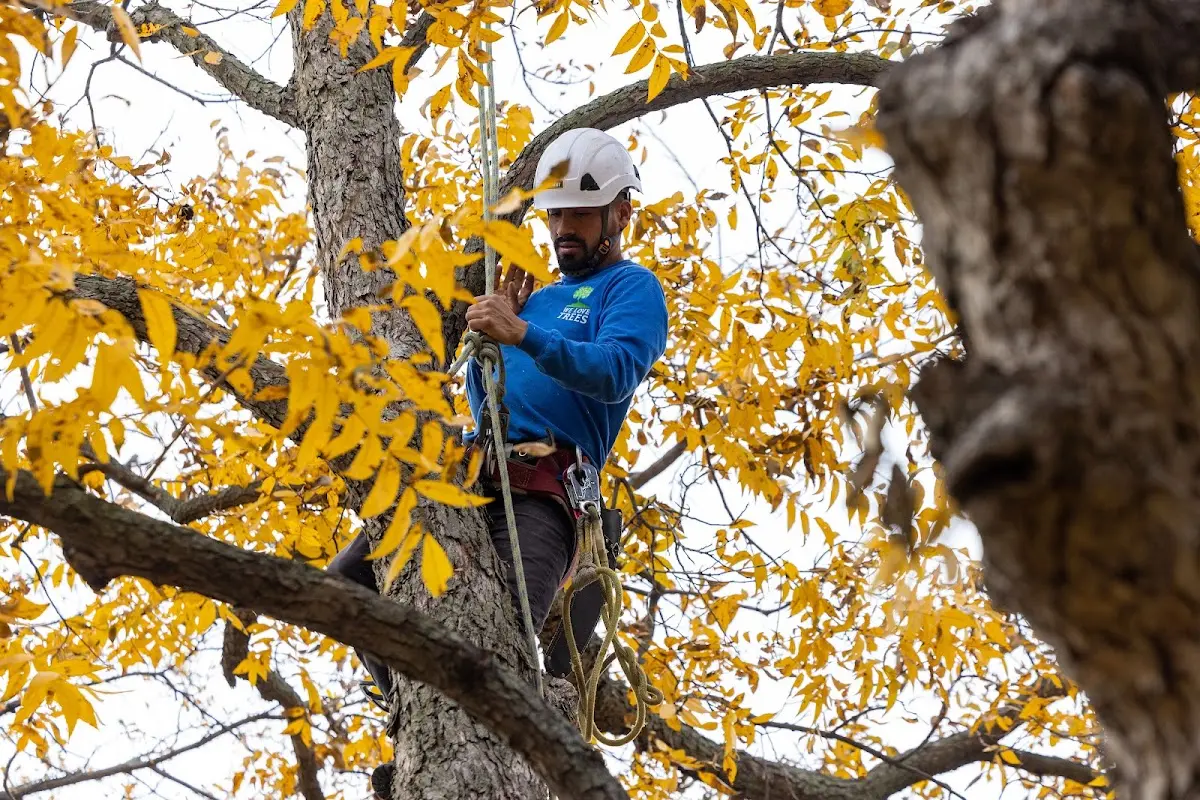 Skilled Tree Pruning crew working in Glen Head